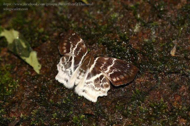 Abaratha pygela pygela