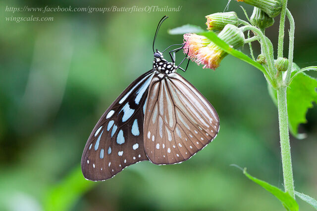 Ideopsis vulgaris contigua