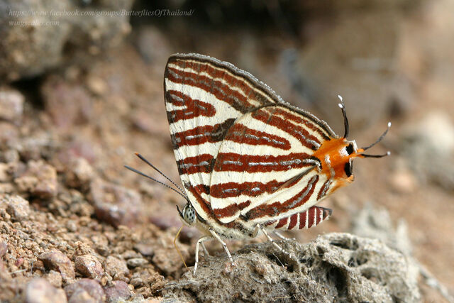 Spindasis lohita himalayanus