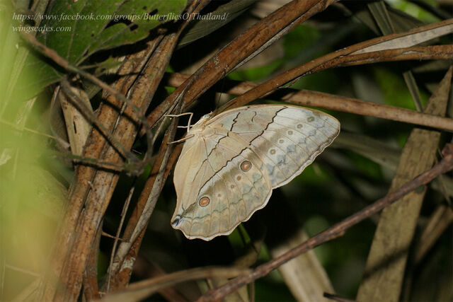 Stichophthalma louisa louisa