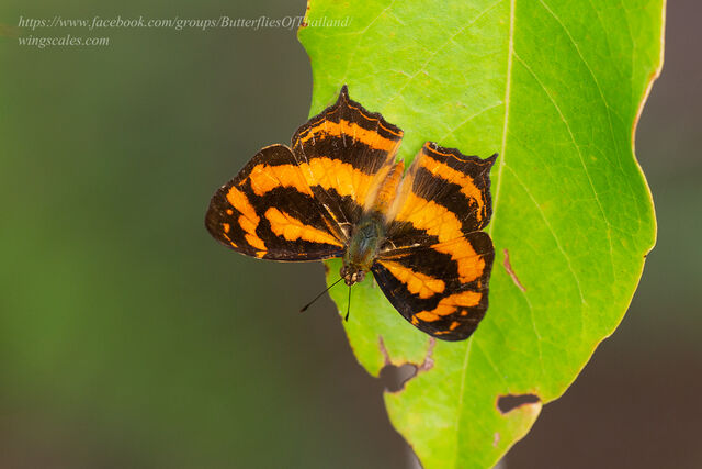 Symbrenthia hypatia chersonesia