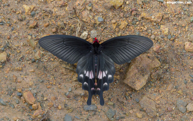 Byasa adamsoni adamsoni