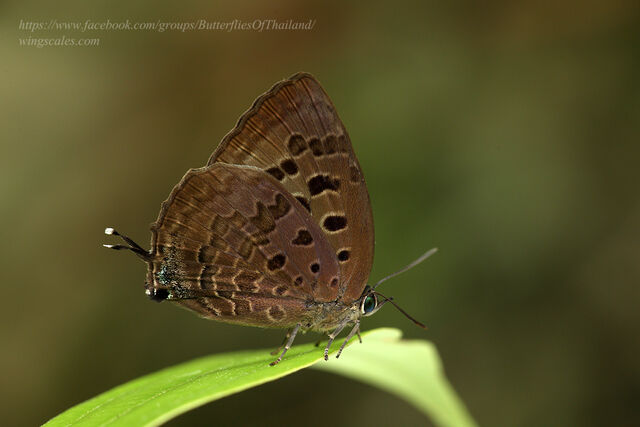 Arhopala eumolphus eumolphus