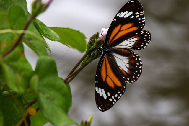Danaus affinis malayana