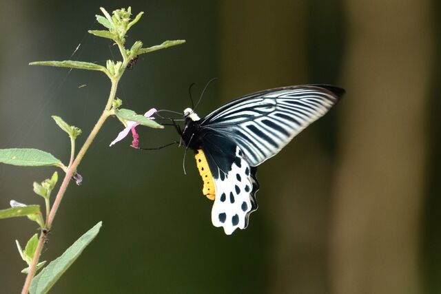 Atrophaneura sycorax egertoni