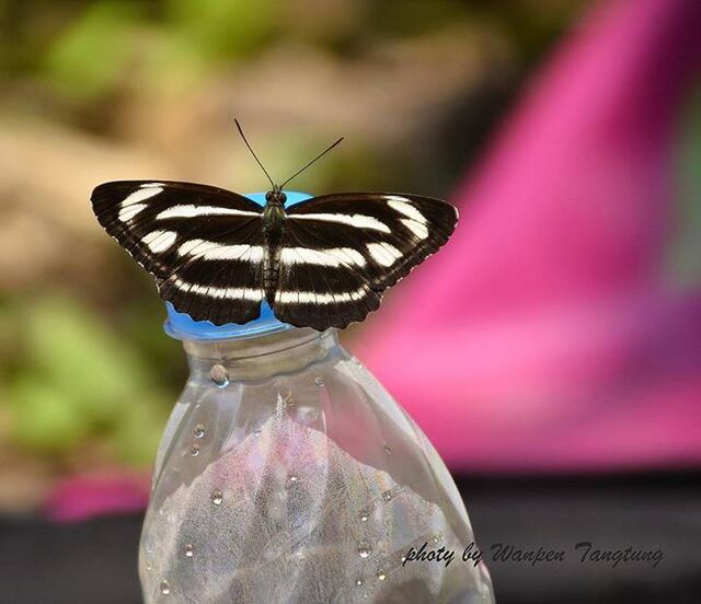 Neptis zaida prasobchoki