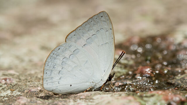 Curetis saronis indosinica