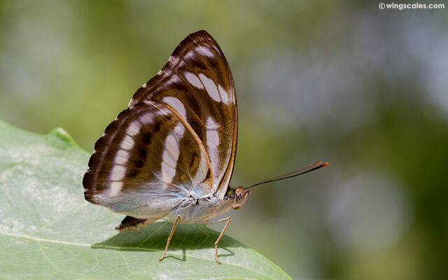 Athyma nefte subrata