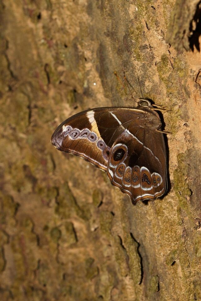 Lethe europa niladana