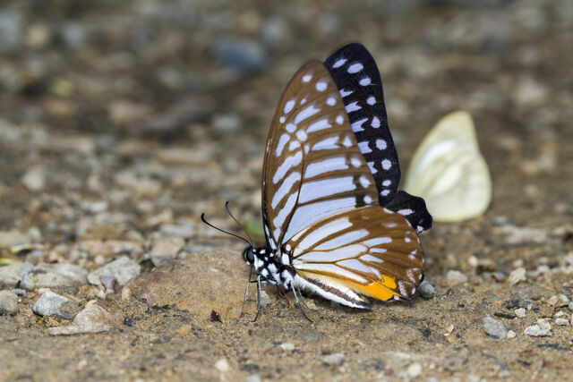 Graphium xenocles kephisos