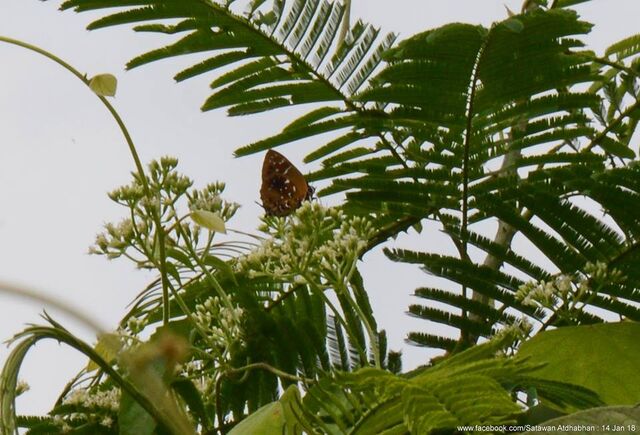 Iraota distanti distanti