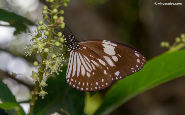 Euploea radamanthus radamanthus