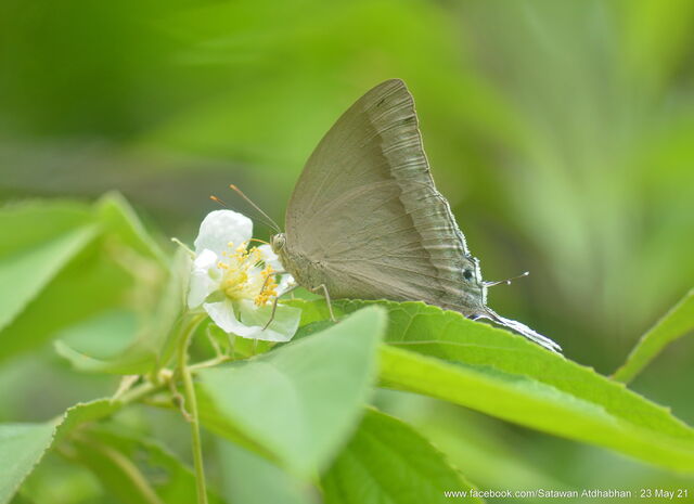 Purlisa gigantea gigantea