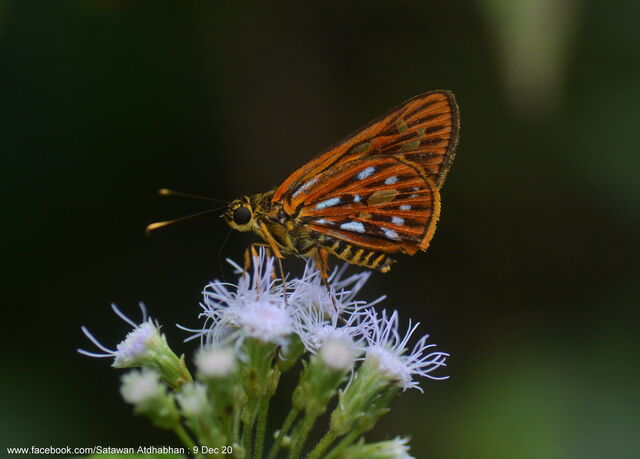 Pyroneura niasana burmana