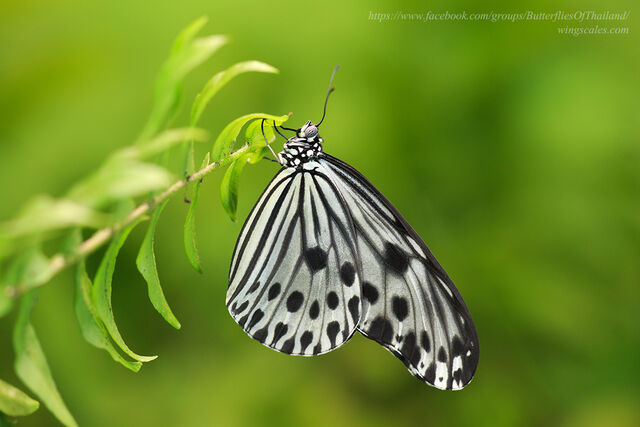Ideopsis gaura perakana
