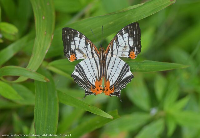 Cyrestis maenalis martini