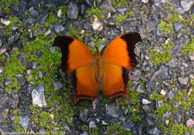 Rhinopalpa polynice eudoxia