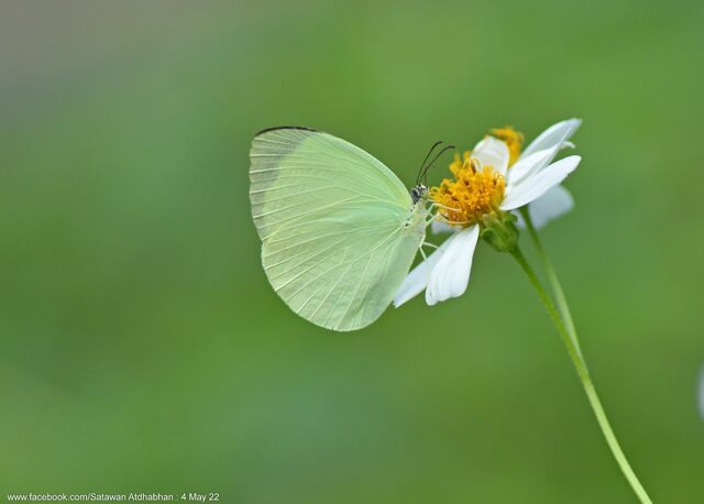 Gandaca harina distanti