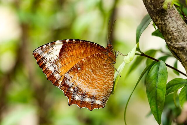 Elymnias hypermnestra tinctoria