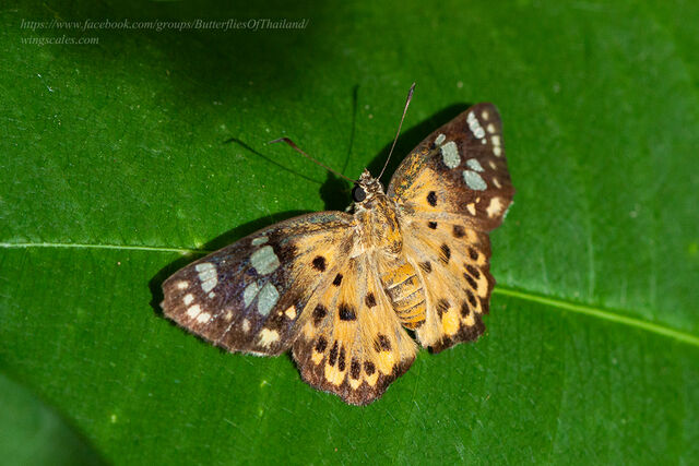 Coladenia indrani uposathra