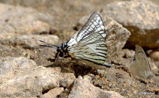 Graphium eurous inthanon