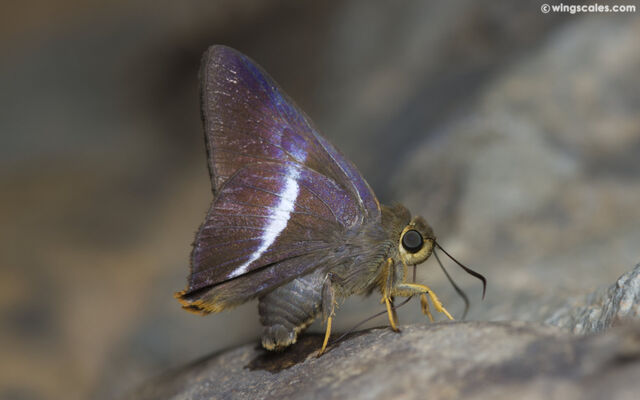 Bibasis sena (transition zone of sena and uniformis)