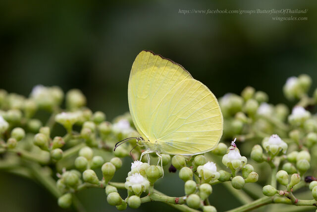 Gandaca harina burmana