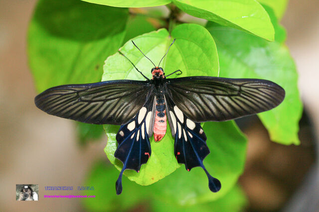 Losaria doubledayi doubledayi