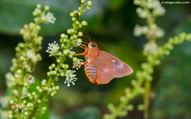 Burara jaina margana