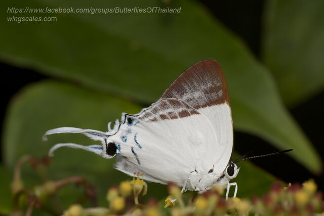 Neocheritra fabronia fabronia