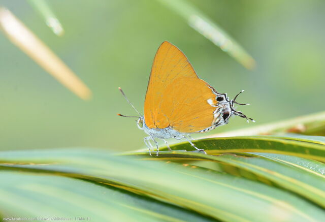 Pseudotajuria donatana donatana