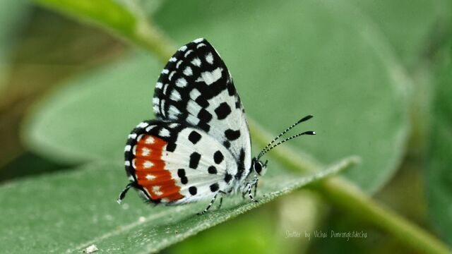 Talicada nyseus macbethi