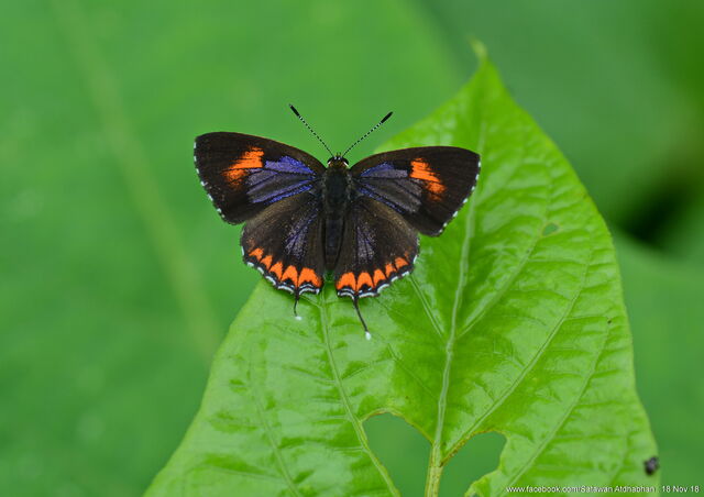 Heliophorus epicles tweediei