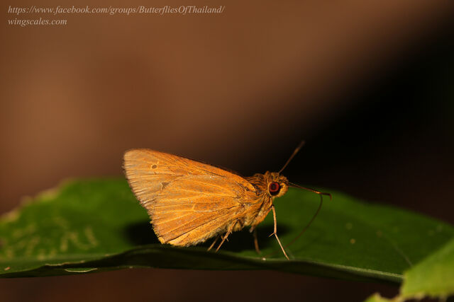 Xanthoneura corissa indrasana