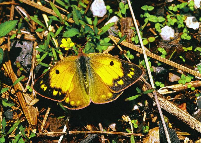 Colias fieldii fieldii