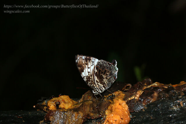 Prothoe franck vilma