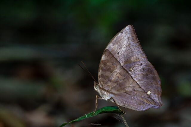 Zeuxidia doubledayi doubledayi