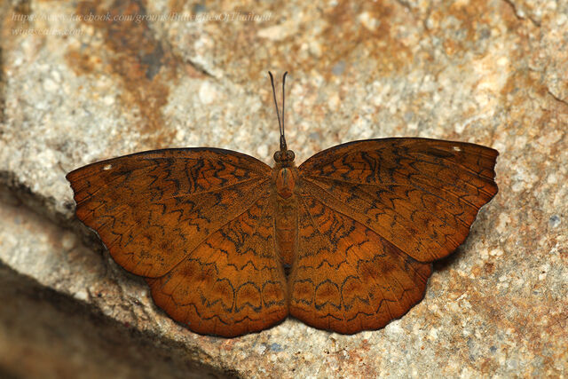 Ariadne merione tapestrina