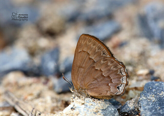Deramas livens livens