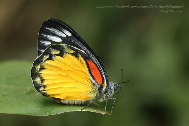 Delias descombesi descombesi