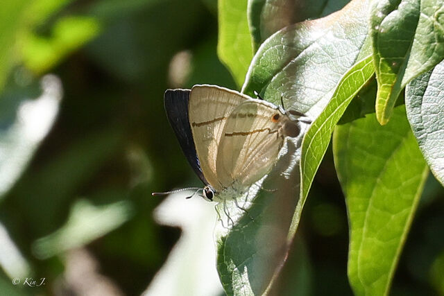 Tajuria diaeus diaeus