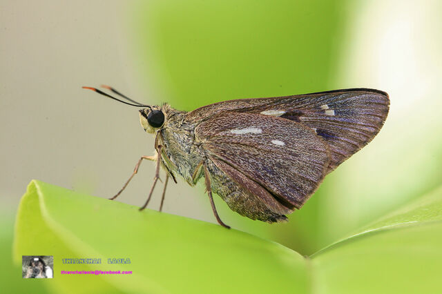 Pithauria stramineipennis stramineipennis