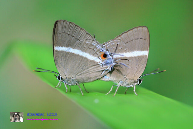 Dacalana sinhara aoyamai