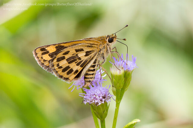Taractrocera ceramas ssp.
