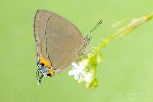 Tajuria deudorix ingeni