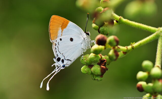 Suasa lisides suessa