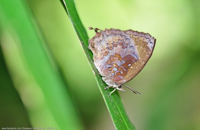 Mahathala ariadeva ariadeva