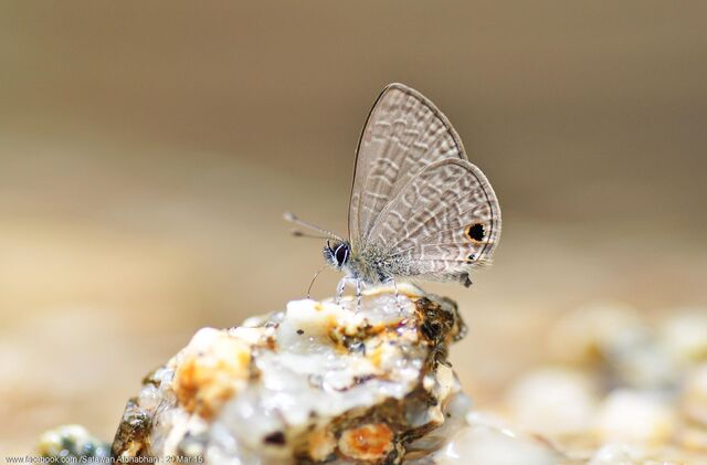 Prosotas dubiosa lumpura