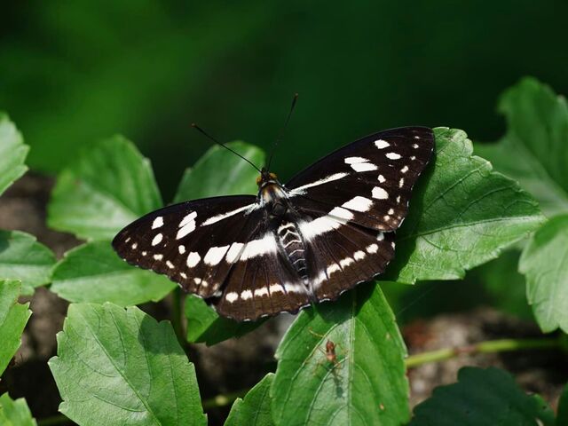 Mimathyma chevana chevana