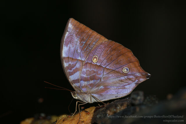 Zeuxidia masoni tannowai
